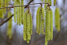 Haselnussstr&auml;ucher beginnen zu bl&uuml;hen - Patrick Pleul/dpa/ZB