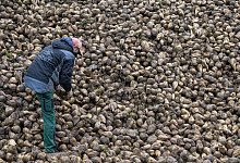 Zuckerrüben-Ernte im Südwesten - Marijan Murat/dpa