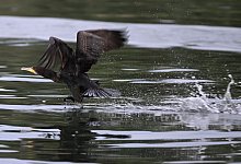 Kormoran - Felix K&auml;stle/dpa