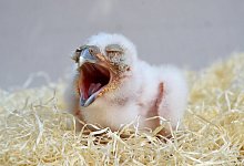 Jungvogel - Foto: Holger Hollemann