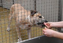 Chico - Holger Hollemann/dpa