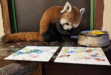 Panda-B&auml;rin Kamala - Tiergarten Kleve/dpa