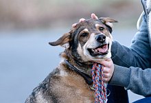 Ein Hund schaut in die Kamera - Foto: Markus Scholz/dpa-tmn