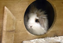 Ein Meerschweinchen schaut aus einer Häuschen - Caroline SeidSeidel-Dißmannel/dpa-tmn