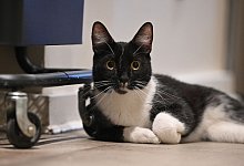 ILLUSTRATION - Katze - Anna Ross/dpa