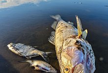 Tote Fische treiben im August im flachen Wasser der Oder. - Patrick Pleul/dpa