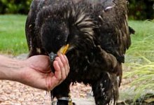 152400994_4020648317985921_7467967645004129449_o - Adlerwarte Berlebeck