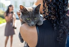 Katze auf Gelände des Weißen Hauses verirrt - Alex Brandon/AP/dpa