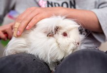 Meerschweinchen - Foto: Andrea Warnecke