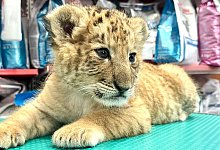 Liger in Rumänien - Cosmin Romega/dpa