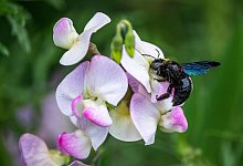 Die blauschwarze Holzbiene (Xylocopa violacea) ist zum Gartentier des Jahres 2022 gewählt worden. - Jonathan Fieber/igreen/dpa
