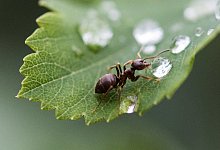 Trinkende Ameise - Foto: Silas Stein
