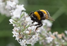 Hummel - Foto: Andrea Warnecke