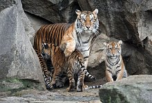 Sumatra-Tigerin Mayang im Januar 2019 mit ihren vier Tierbabys Kiara, Oscar, Willi und Seri. - Philipp Brandst&auml;dter/dpa