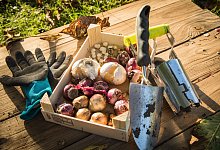 Ein Blumenzwiebel-Mix liegen zum Einpflanzen bereit - Christin Klose/dpa-tmn