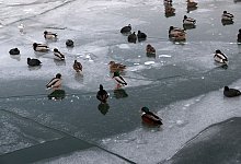 Enten auf dem Eis - Daniel Karmann/dpa/dpa-tmn