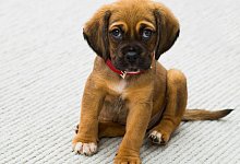 pexels-tdcat-59523 - 1 - Symbolfoto: pexe | Torsten Dettlaff