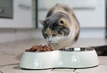 Katzenfutter - Foto: Ina Fassbender/dpa-tmn