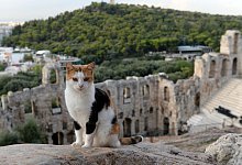 Katze auf dem Gel&auml;nde der Akropolis in Athen - Andrea Warnecke/dpa-tmn