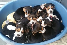 Die geretteten Hundewelpen - Tierheim Eichenhof