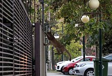 Wilder Puma - Foto: Francisco Castillo/Agencia Uno/dpa