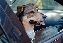Hund im Auto - Foto: Markus Scholz/dpa-tmn