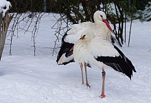 Kommen die St&ouml;rche mit der K&auml;lte zurecht? - Pixabay