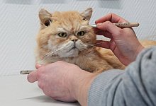 Haustiere pr&auml;parieren - Ann-Marie Utz/dpa