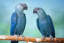 Spix-Aras - Patrick Pleul/dpa-Zentralbild/ZB