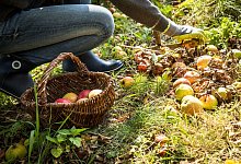 Eine Frau sammelt Fallobst auf - Christin Klose/dpa-tmn