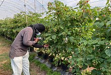 Ausbeutung von Migranten in Portugal - -/Portugiesische Kriminalpolizei Polícia Judiciária PJ/dpa