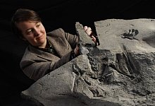 Flugsaurier-Fossil im Schottischen Nationalmuseum - Foto: Stewart Attwood/National Museum of Scotland/PA Media/dpa