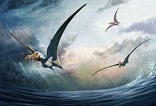 Flugsaurier Haliskia peterseni - Gabriel Ugueto/Gabriel Ugueto via EurekAlert/dpa