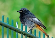 Hausrotschwanz - Georg Moritz/dpa