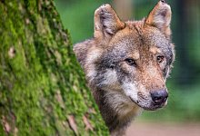 W&ouml;lfe in Deutschland - Foto: Lino Mirgeler/dpa