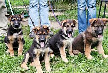 Vier ausgesetzte Hundewelpen - Schwarzer