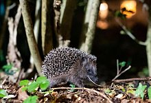 Braunbrustigel - Jonas Walzberg/dpa/dpa-tmn