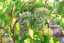 Historische Rebsorte Gelbe Orleans - Peter Zschunke/dpa-Zentralbild/dpa