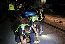 Polizei in England f&auml;ngt 3,6 Meter langen Python - -/West Midlands Police/PA Media/dpa