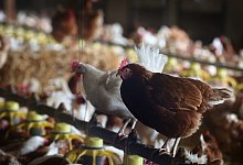 Stallpflicht f&uuml;r Gefl&uuml;gel - Karl-Josef Hildenbrand/dpa