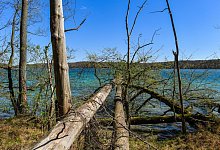 Biosph&auml;renreservat - Foto: Patrick Pleul/dpa-Zentralbild/ZB