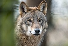 Wolf - Foto: Bernd Thissen/dpa