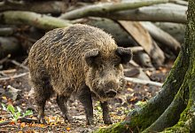 Mehr als 1800 Tonnen Wildfleisch stammen aus NRW-Revieren - Foto: Christophe Gateau/dpa