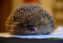 Igel - Klaus-Dietmar Gabbert/dpa