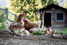 H&uuml;hnerhaltung im eigenen Garten - Foto: Florian Schuh/dpa-tmn