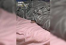 Braunschlange - Racq Life Flight/RACQ LIFE FLIGHT/AAP/dpa