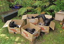 Westlandsturmv&ouml;gel in Neuseeland - Foto: Bruce Stuart-Menteath/Westland Petrel Conservation Trust/dpa