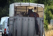 Pferde im Anh&auml;nger - Foto: Karl-Josef Hildenbrand/dpa