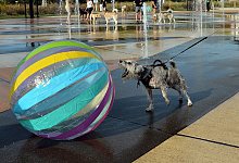 Der Spielsucht verfallen - das sind auch manche Hunde - Don Campbell/The Herald-Palladium/AP/dpa