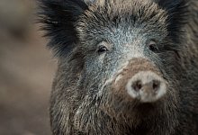 Wildschwein - Foto: Lino Mirgeler/dpa